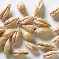 Barley