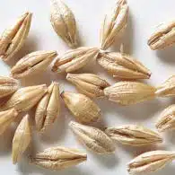 Barley