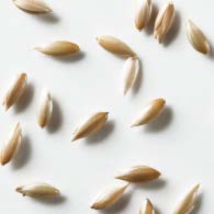 Canary Seed