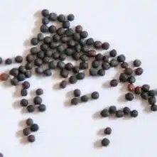 Canola