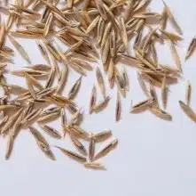 Grass seed