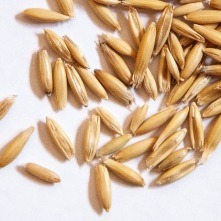 Oats