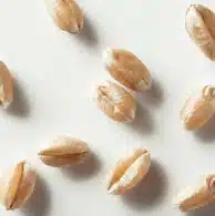 Wheat