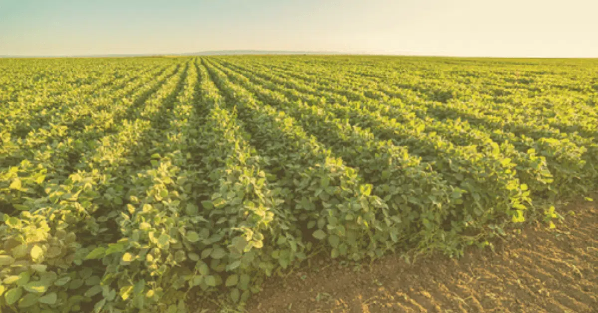 Edible bean and pulse cleaning equipment for lentils, peas and beans, supplied by Vistasort