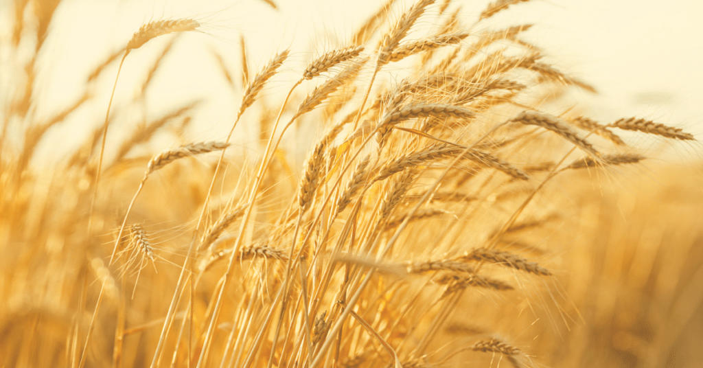Close up of golden wheat stalks swaying in the breeze.