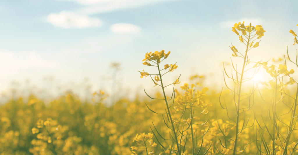 Close up of a canola plant in a field canola.