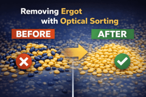 Optical color sorting removing ergot from Canadian seed and grain for Western Canadian processors