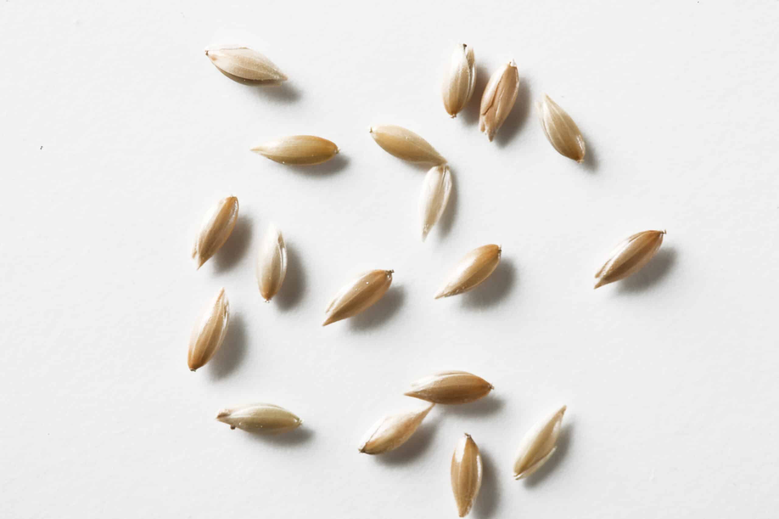 Specialty crop cleaning equipment — cleaned canary seed, accepted product