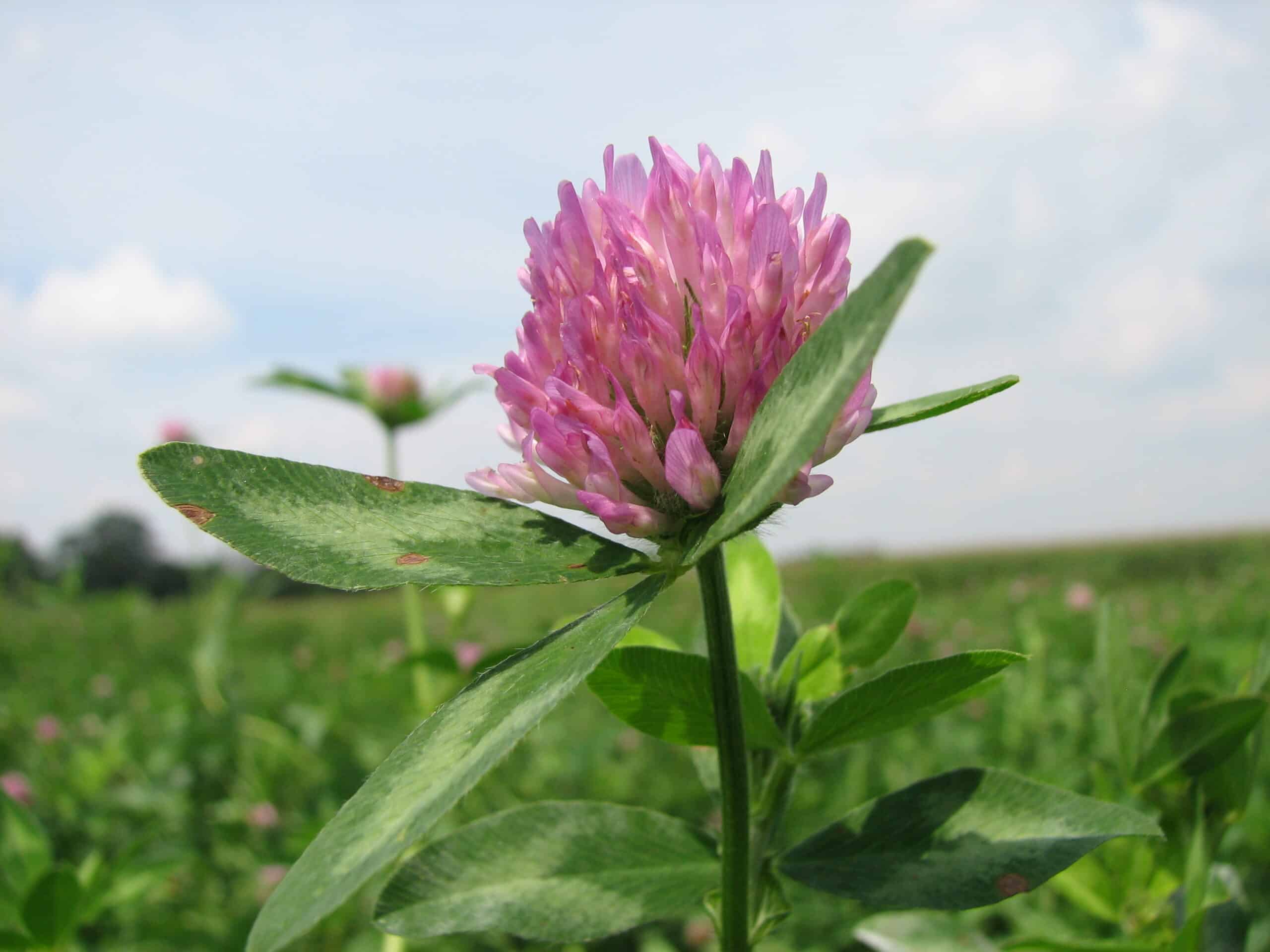 Grass and forage seed cleaning equipment — clover