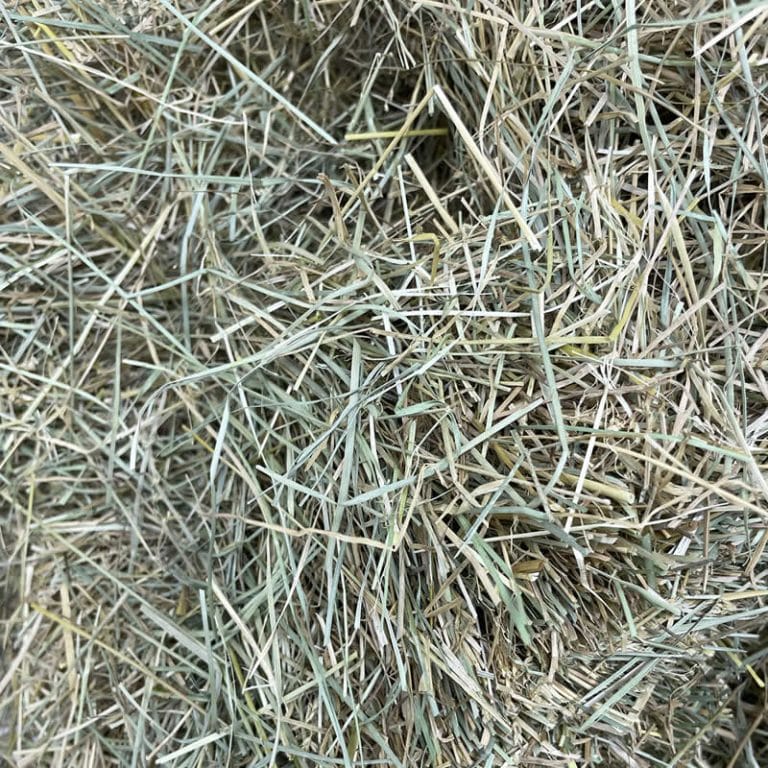 Grass and forage seed cleaning equipment — fescue and bluegrass