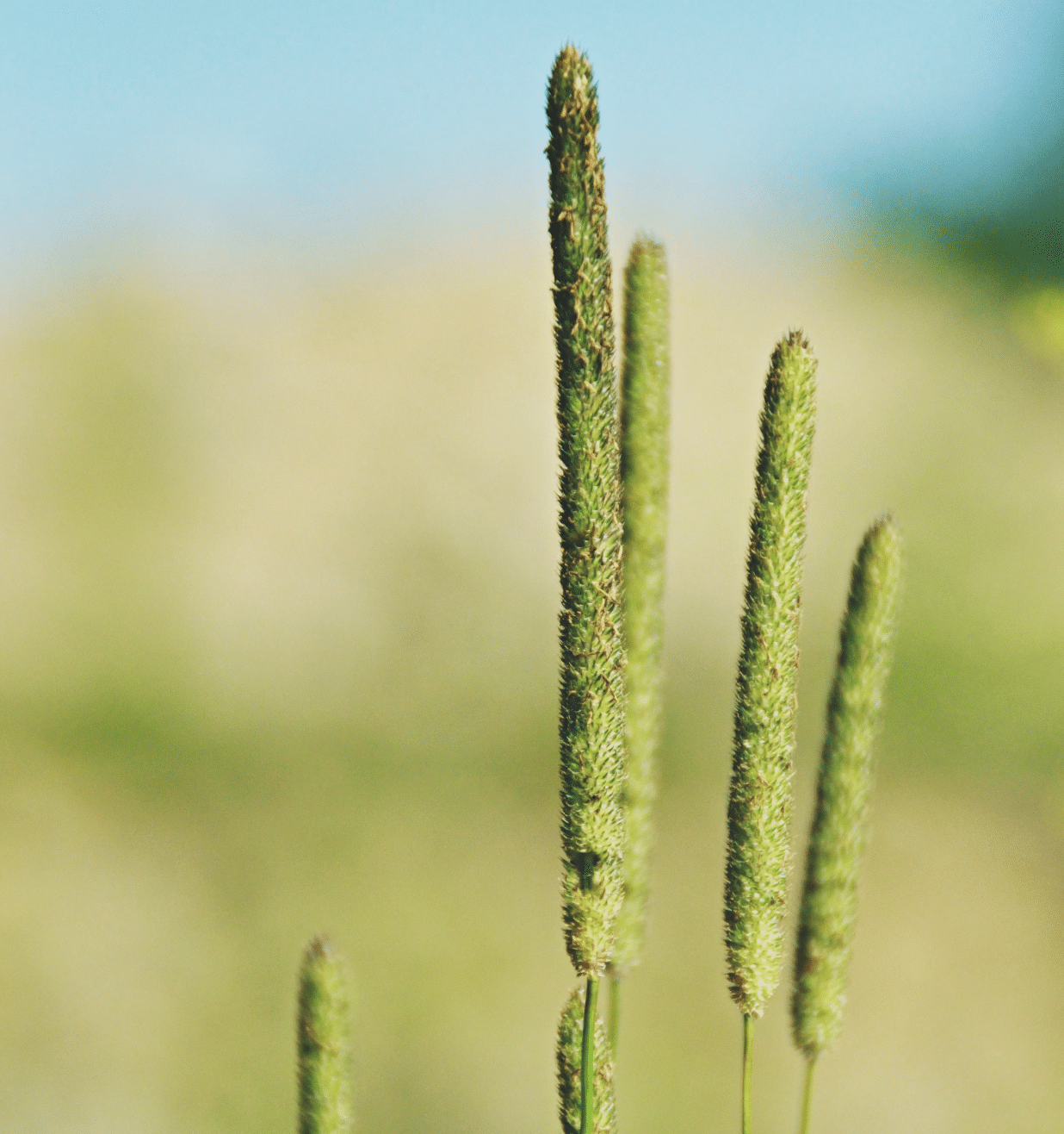 Grass and forage seed cleaning equipment — timothy
