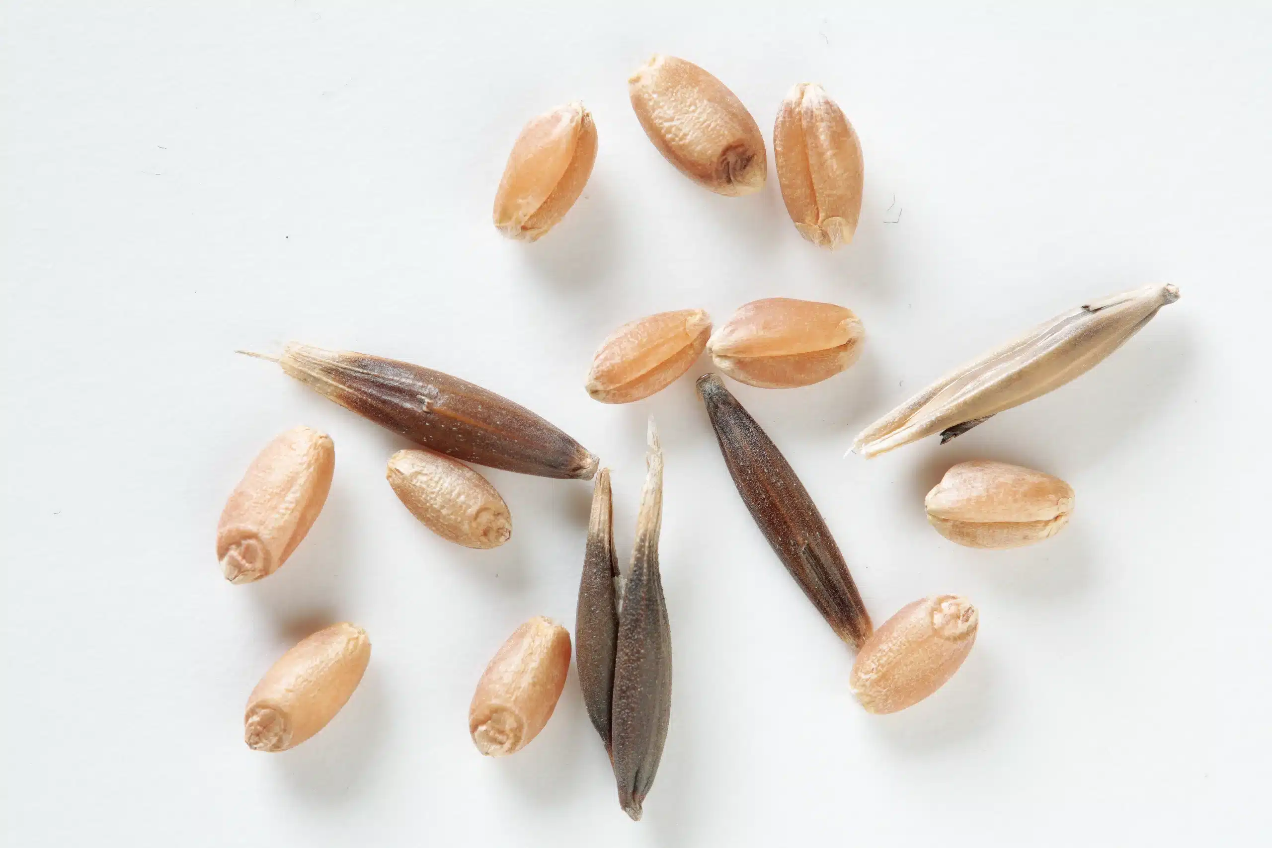 Barley rejects removed by a VistaSort color sorter