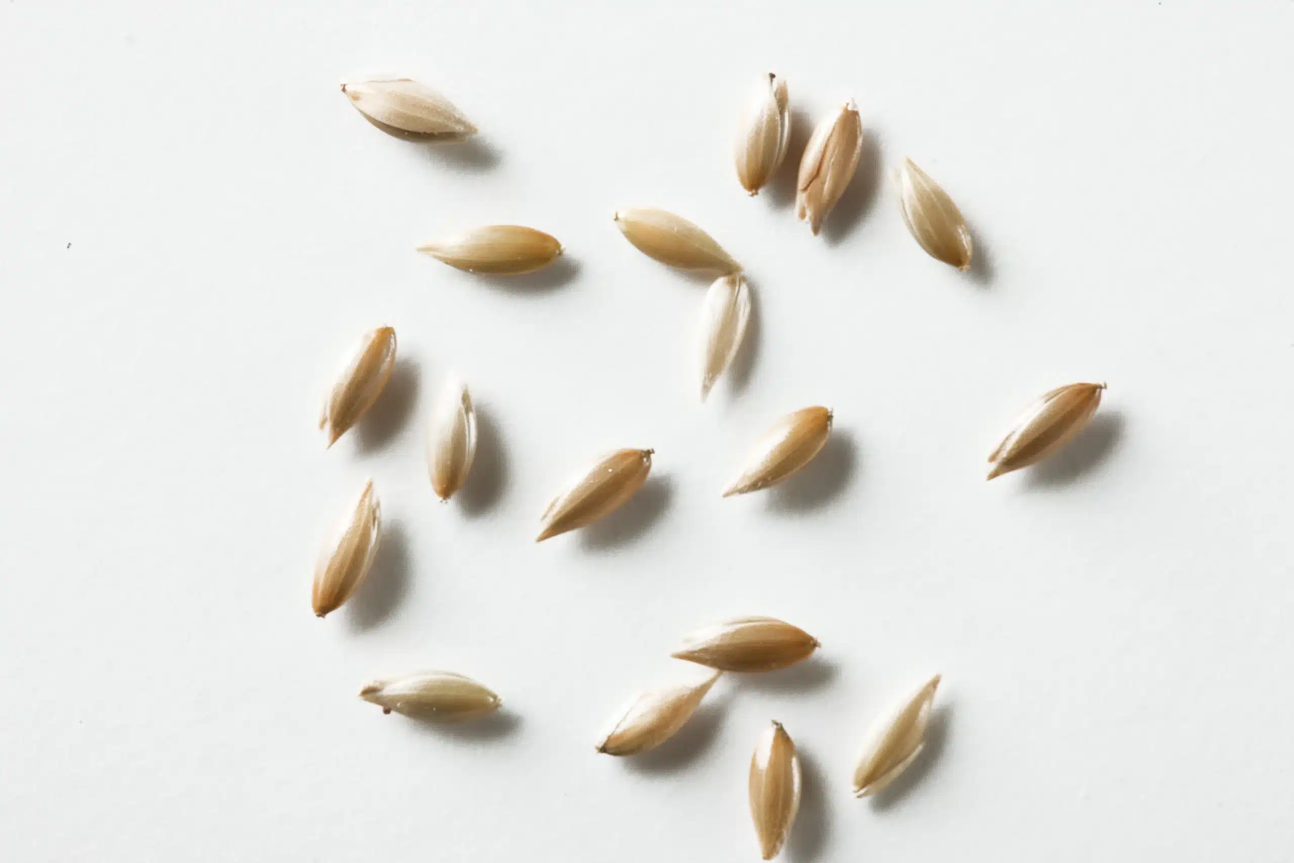 Canary seed accepts sorted by a VistaSort color sorter