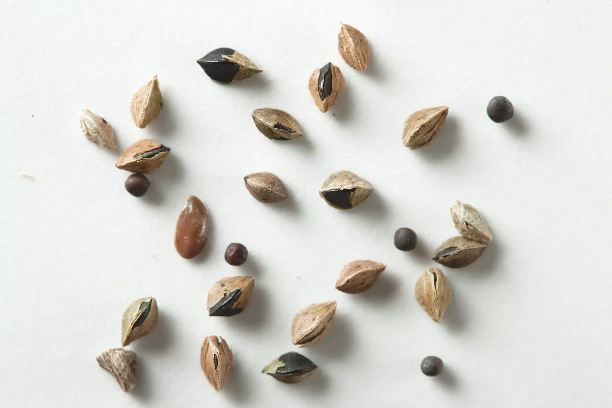 Canary seed rejects removed by a VistaSort color sorter