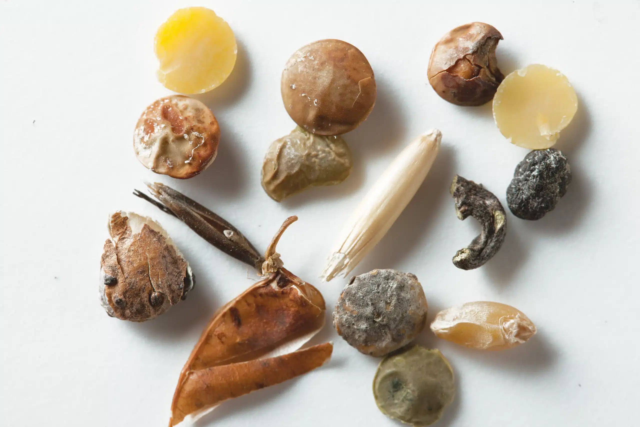Green lentil rejects removed by a VistaSort color sorter