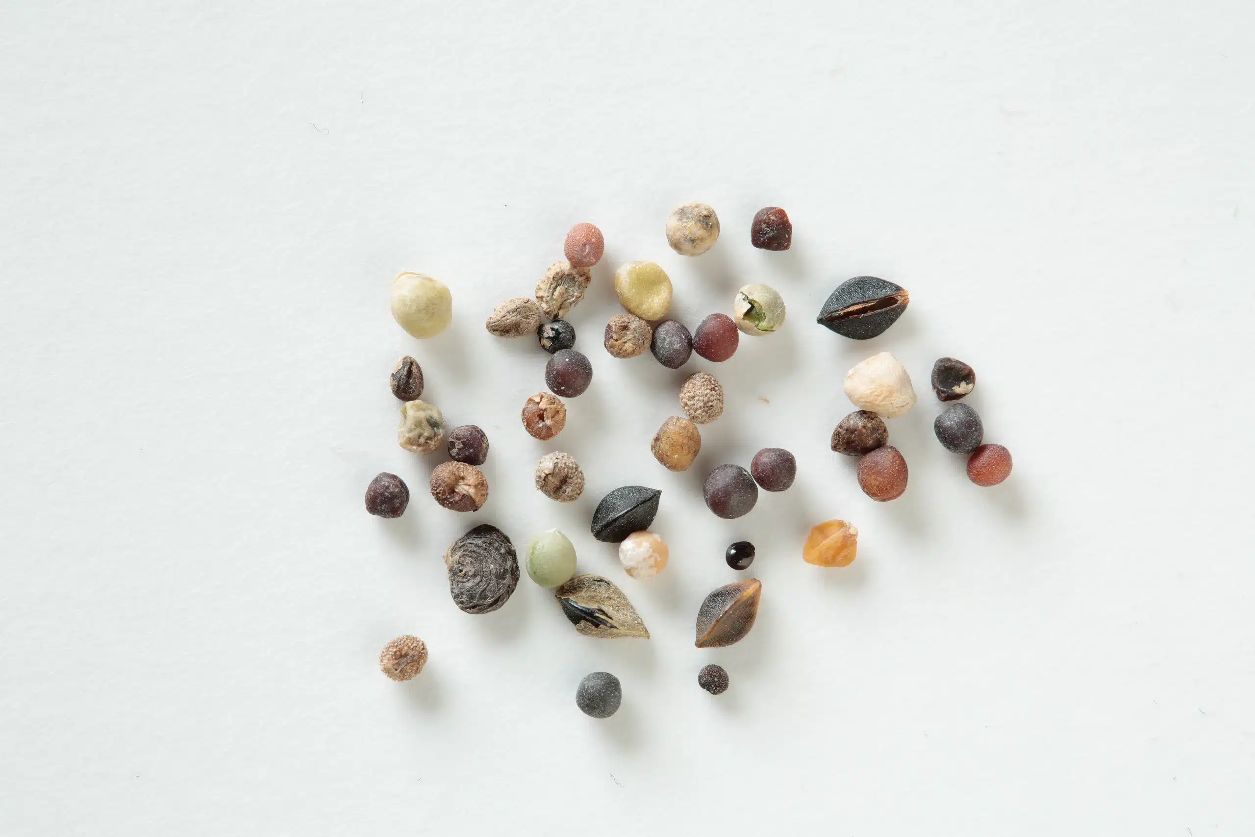 Mustard rejects removed by a VistaSort color sorter