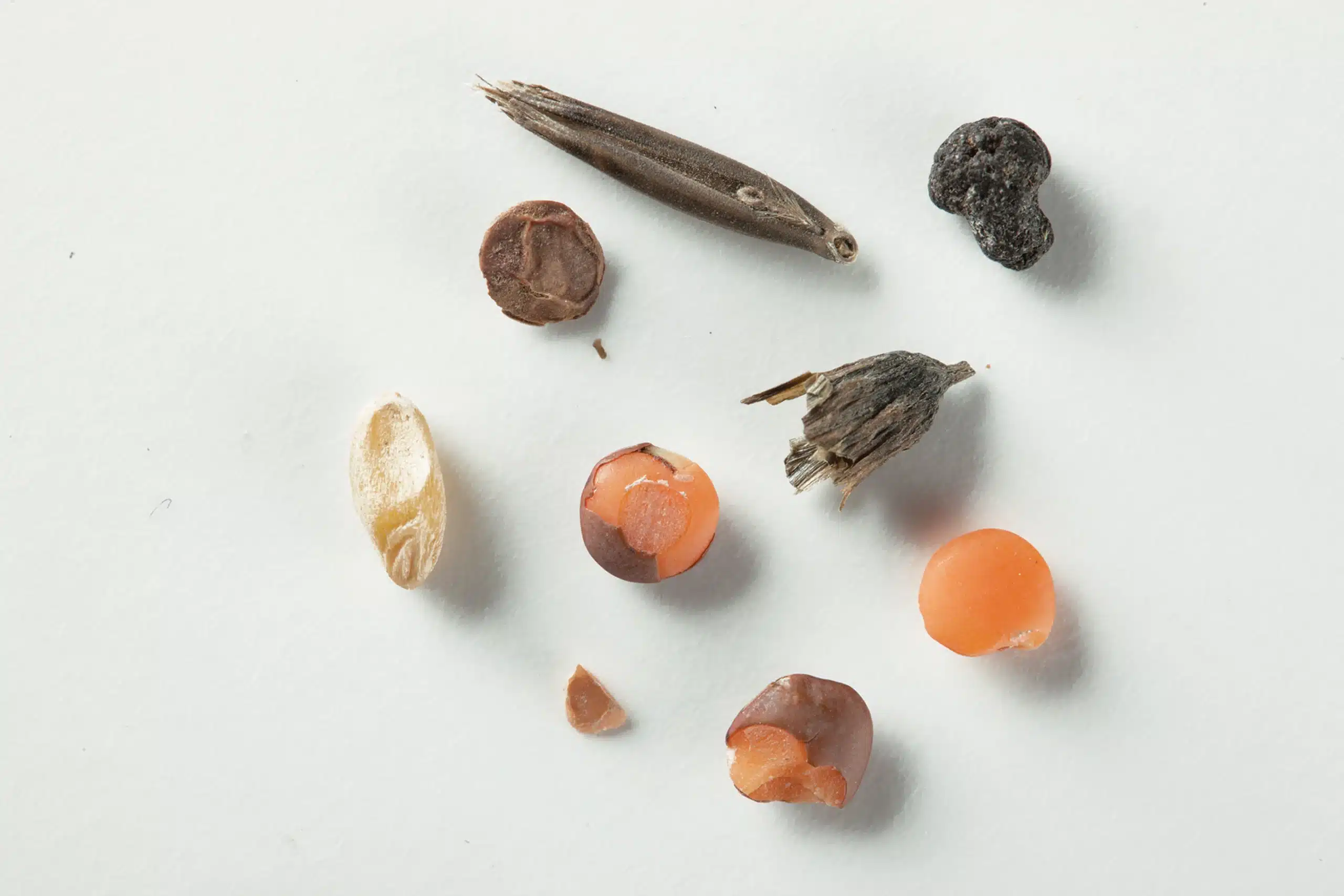 Red lentil rejects removed by a VistaSort color sorter