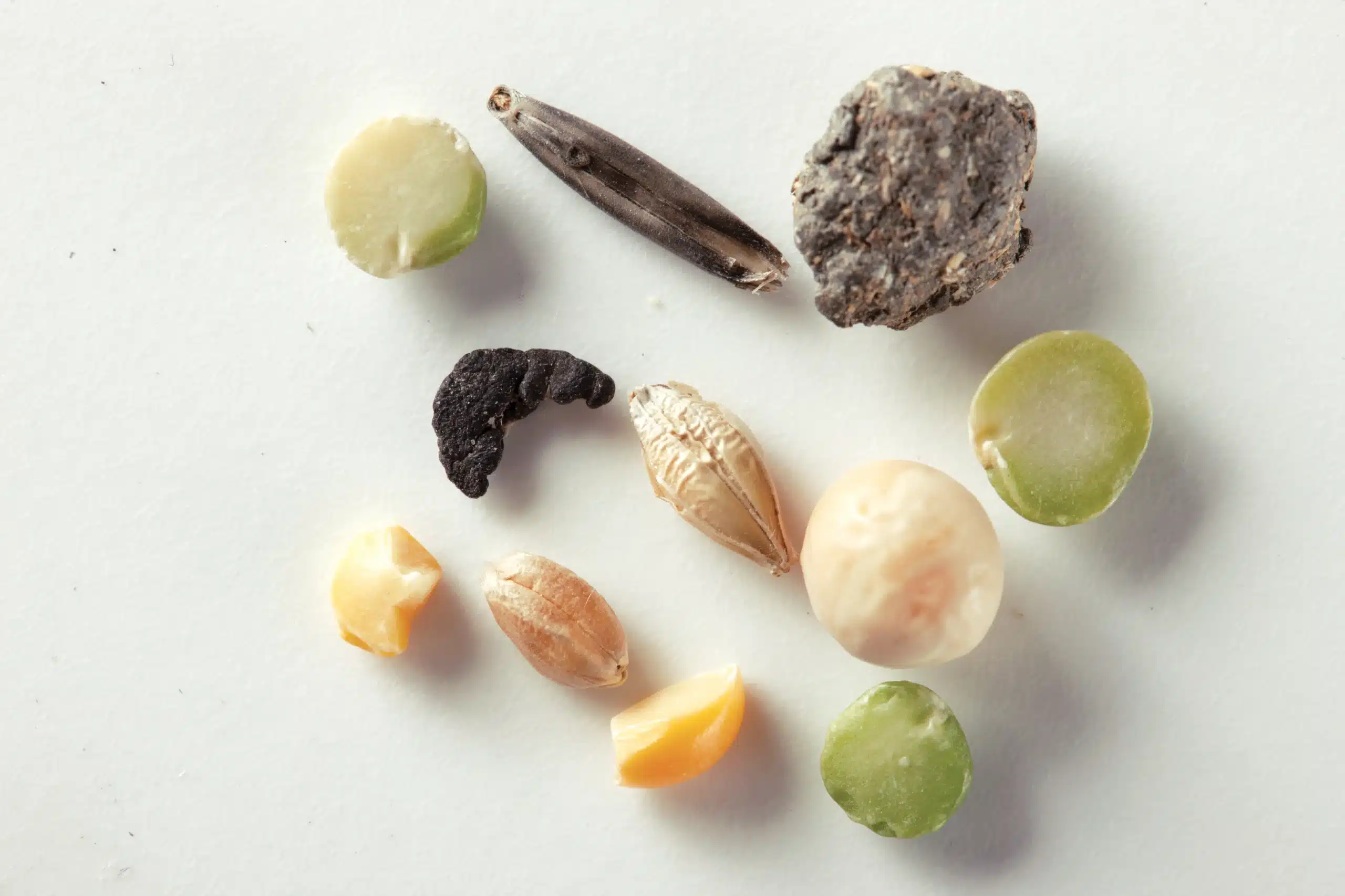 Yellow pea rejects removed by a VistaSort color sorter